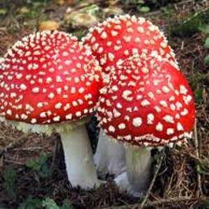 a2.bp.blogspot.com__6ticlWGxjk0_TRDV__CSLJI_AAAAAAAAA84_n8rEg8m_nWk_s1600_Amanita.jpg