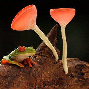 FrogMushrooms.jpg