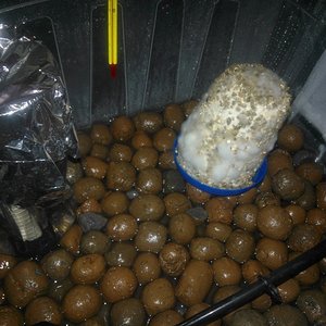 Mídia 'WP_000087.jpg' na categoria 'Cultivo de cogumelos'