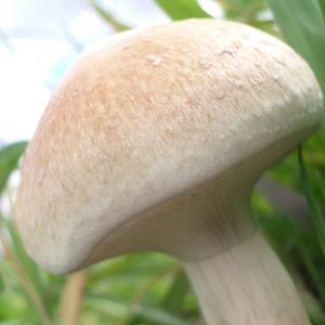 P. Cubensis b.JPG