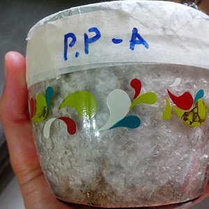 PPA-1.jpg