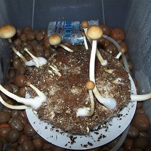 Serra de Sao Pedro KarapanA CM P.C.São pedro 4°fluxo.JPG