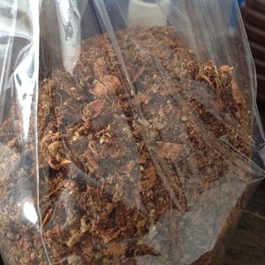 shimeji serragem.jpg