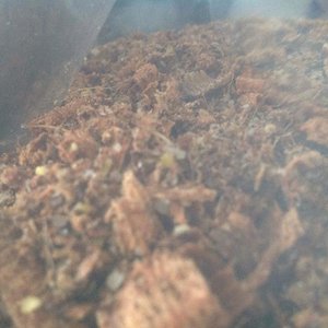 shimeji serragem.jpg2.jpg