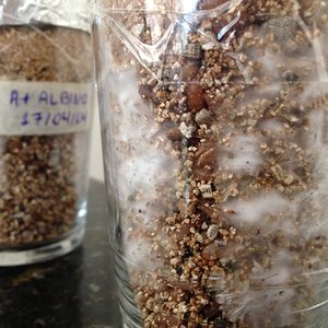 A+ Albino 012 04-05.jpg