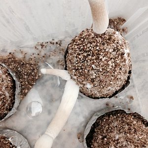 A+ Albino 004 06-06.JPG