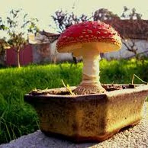 amanita bonsai.jpg