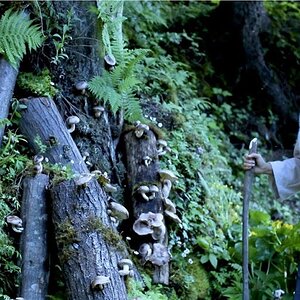 I planted shiitake mushrooms in the mountain! | Liziqi Channel