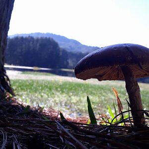 2° Arvore de fungos