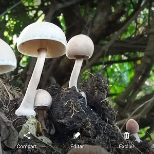 Cogumelos na Natureza