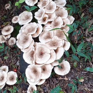 Cluster de Lentinus crinitus