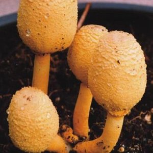 Leucocoprinus birnbaumii-crop.JPG