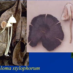 Entoloma stylophorum-crop.jpg