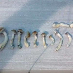 colheita 4 flush.jpg