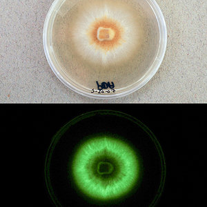 091005-05-glowing-mushroom-luxperpetua_big.jpg