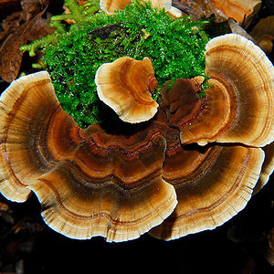 Rare-and-Beautiful-Mushrooms-8.jpg