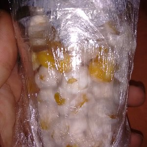 micelio saudavel (4).jpg