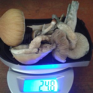 colheita segundocultivo.jpg