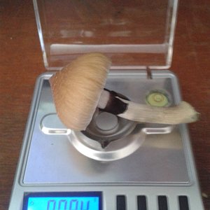 cogumelo 5 peso fresco.jpg