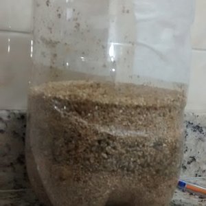 terrário casing 1 foco.jpg