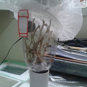 Cogus secagem com tunel de vento.jpg