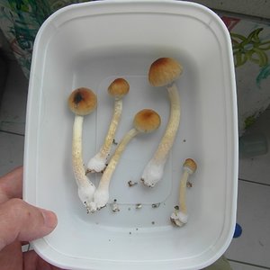 SAM_1926 (640x480) (2).jpg