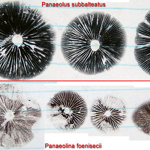 Panaeolus Vs.Panaeolina - Comparação dos carimbos.jpg