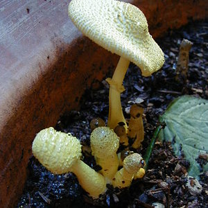 14778-Flower_pot_mushroom.jpg