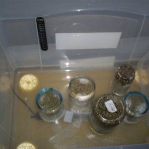 frascos incubados pbuff 01-09-06.JPG