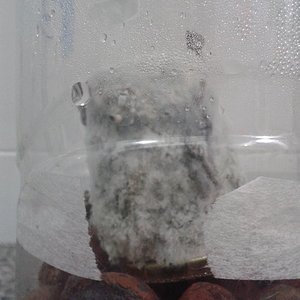 KC3 contaminação a.jpg