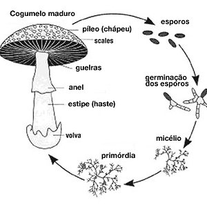 mushroom_life_cycle.jpg