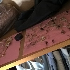 2016-05-29 10.41.28.jpg