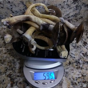 Pesagem da quinta colheita.jpg