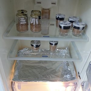 03 - inoculação - potes inoculados 3.jpg