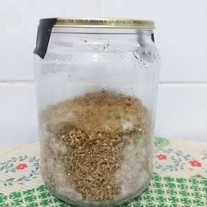 04 - inicio da colonização pote 2.jpg