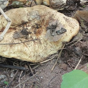 WhatsApp Image 2017-01-09 at 13.31.14.jpeg