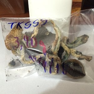 4b - cogumelos no ziplock.JPG