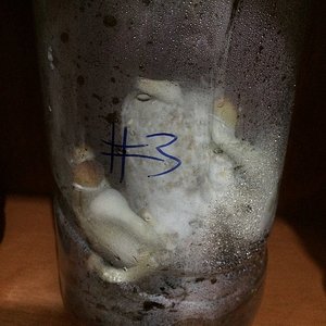 08c1 - 12 dias dps - diversos cogumelos no terrário 3.jpg