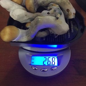 09b - colheita 1 pesagem 2.jpg