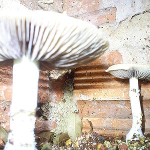 OUTDOOR cogumelos lamela 18-09-06.JPG