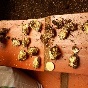 OUTDOOR pedacos colonizados de bolo de sementes exauridos 19-09-06.jpg