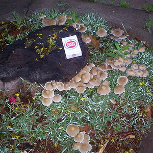 Cogumelos nas ruas de londrina, aguardando ID 21-09-06.JPG