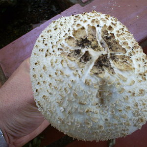 cogumelo não identificado 09-10-06 2.JPG