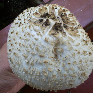 cogumelo não identificado 09-10-06 3.JPG