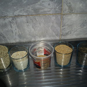 substrato para Orissa India ( arroz integral c casca + niger + aveia + vermiculita) 13-10-06.JPG