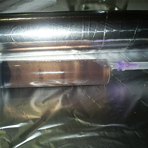 escura seringa orissa india 13-10-06.JPG