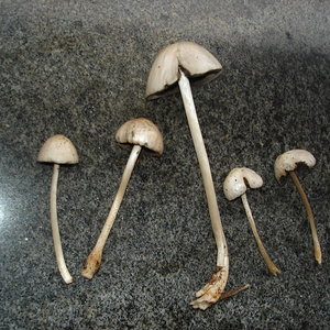 cogumelos 002.jpg