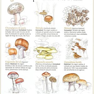 Cogumelos no Brasil.jpg