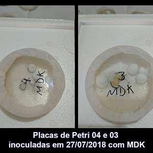 IMG_20180810_133823_04-03_Placas-de-Petri-inoculadas-em-27-07-2018-com-MDK.jpg