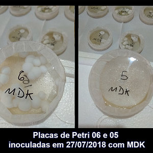 IMG_20180810_133841_06-05_Placas-de-Petri-inoculadas-em-27-07-2018-com-MDK.jpg